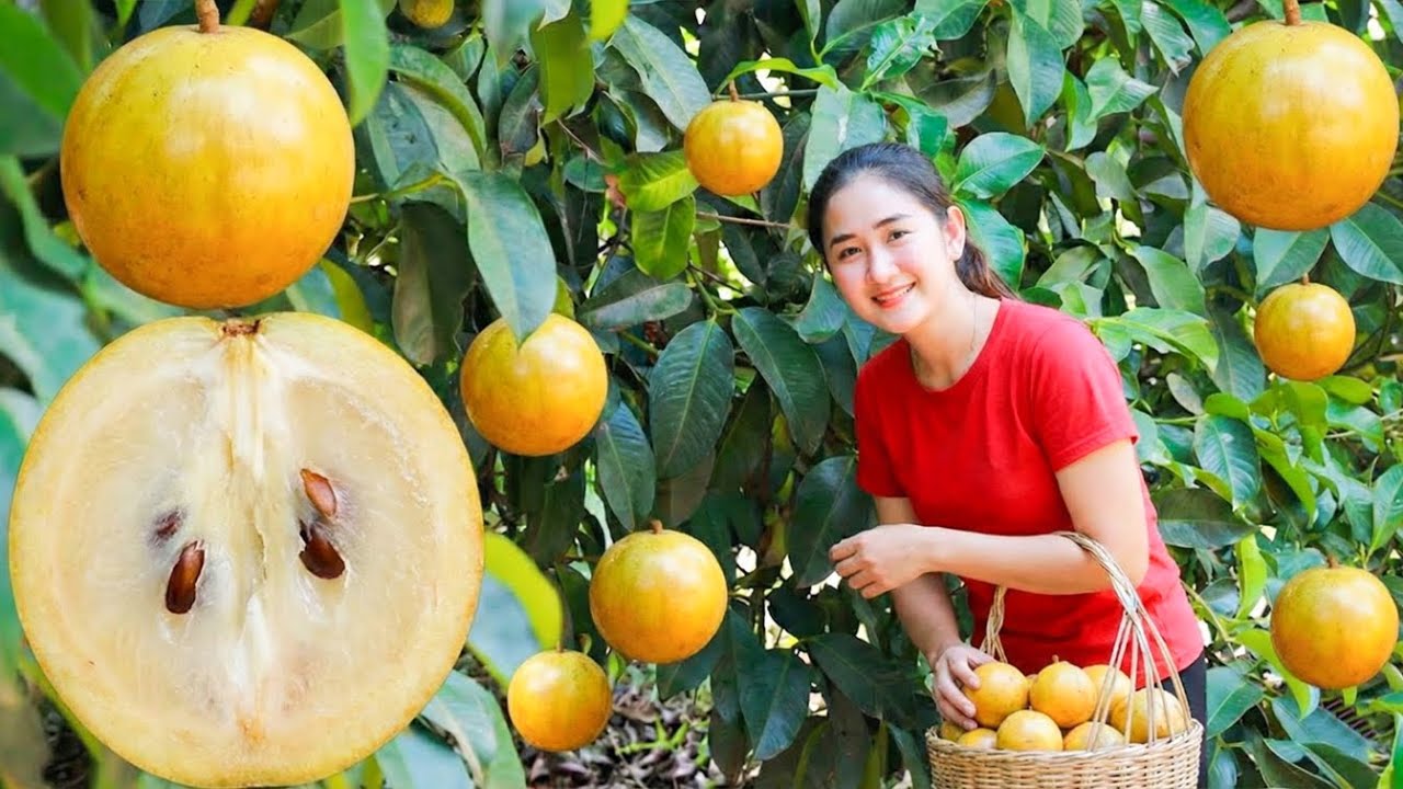 Harvesting Golden Star apples to sell at the market | Life Beautiful