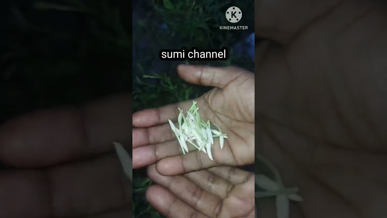 #sumichannel #gardenchannel