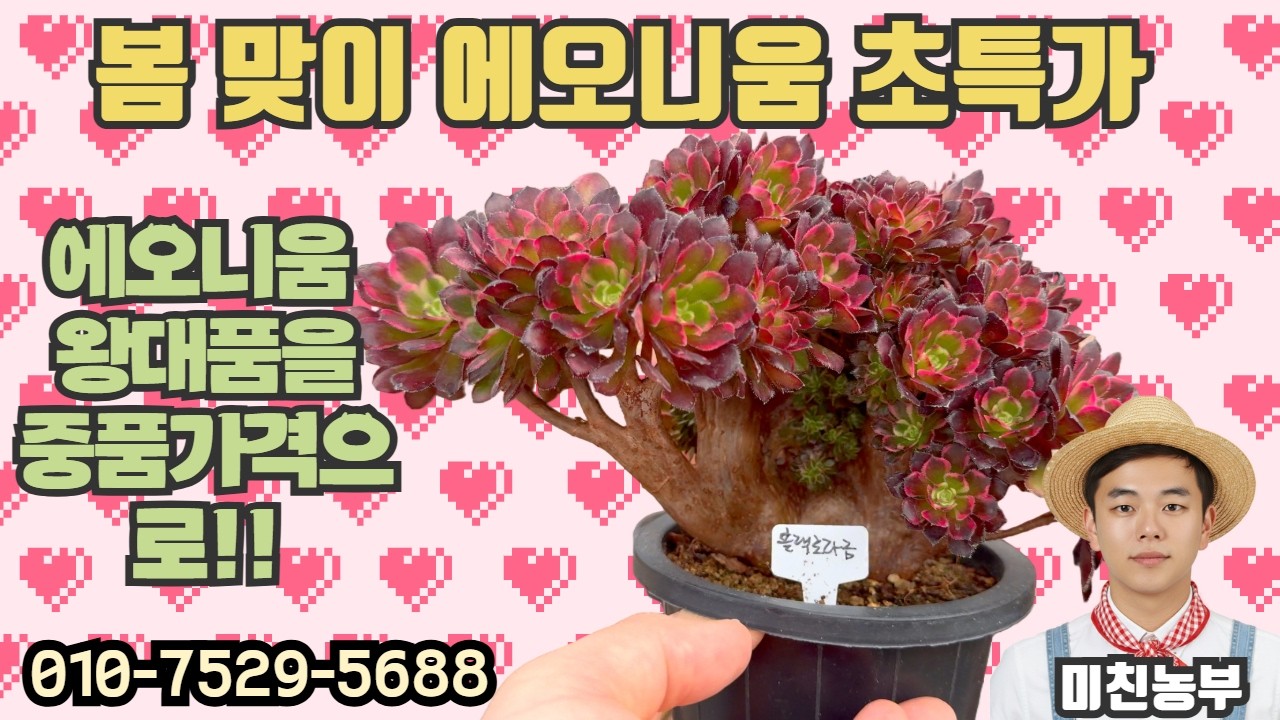 봄맞이 에오니움 초특가 판매!! 중품가격으로 왕대품 에오니움 데려가세요!! #에오니움 #다육