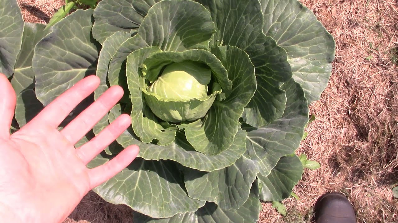 Vegetable Garden Tour with a Walk through of the Fruit Orchard | Edible Plants
