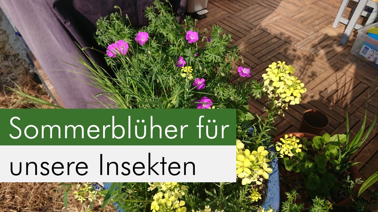 Insektenfreundliche Blumenkübel Folge 2 - Glockenblume, Dost, Thymian & Co. im großen Kübel