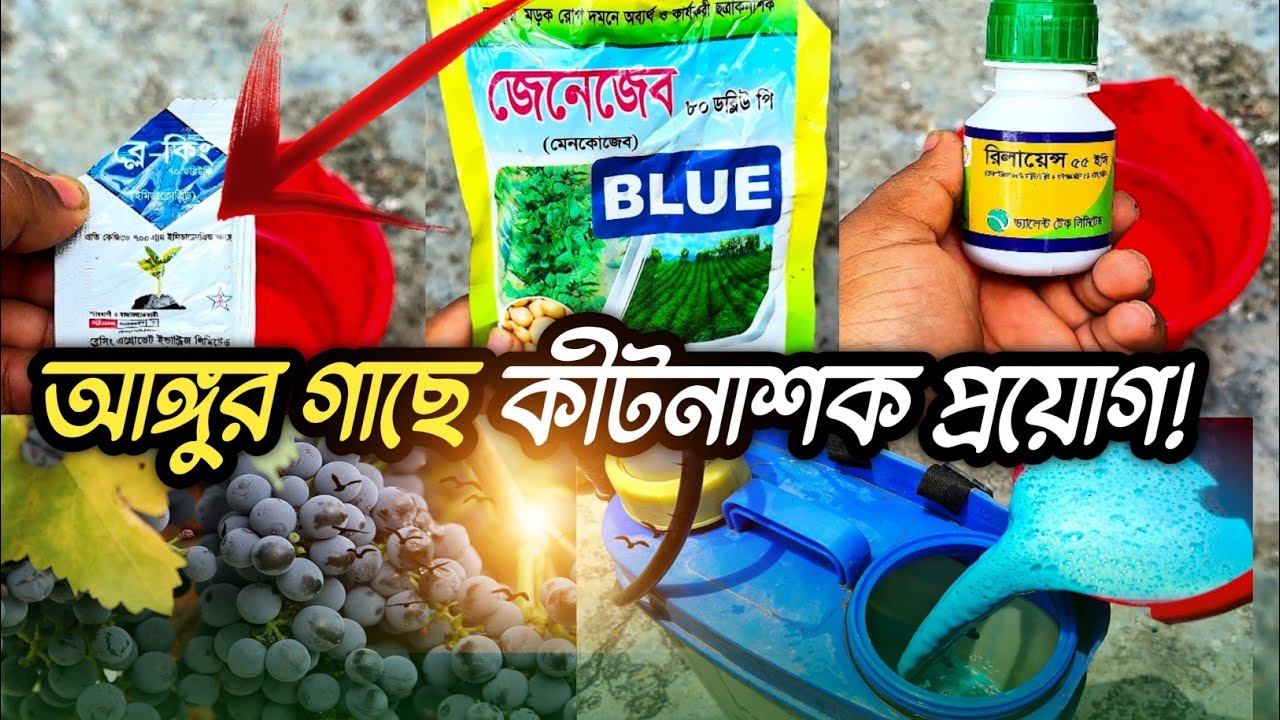 বর্ষাকালে আঙ্গুর গাছের কীটনাশক প্রয়োগ🍇আঙ্গুর🔥Pesticide application on grapevines.