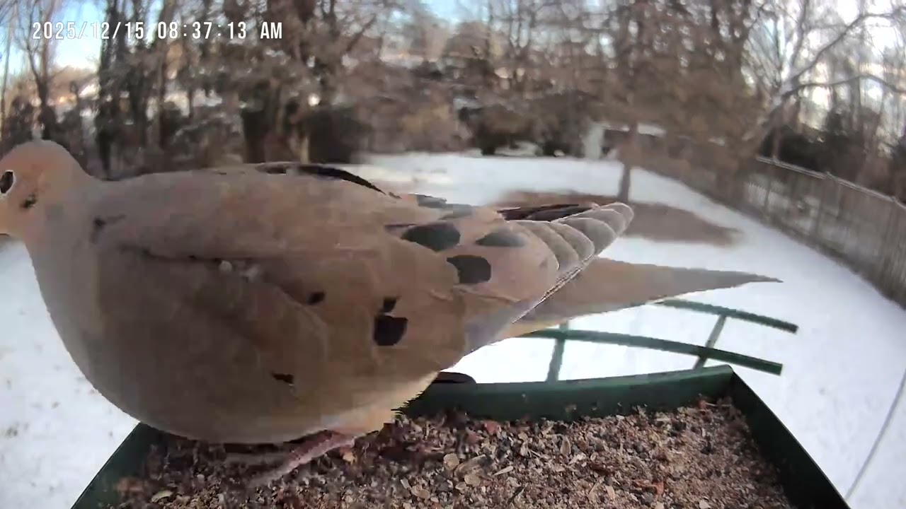 Daily Dose of Birds Plus some