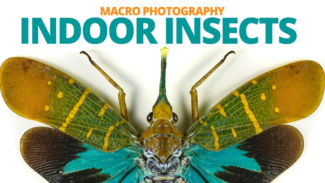 Insect macro photography at home