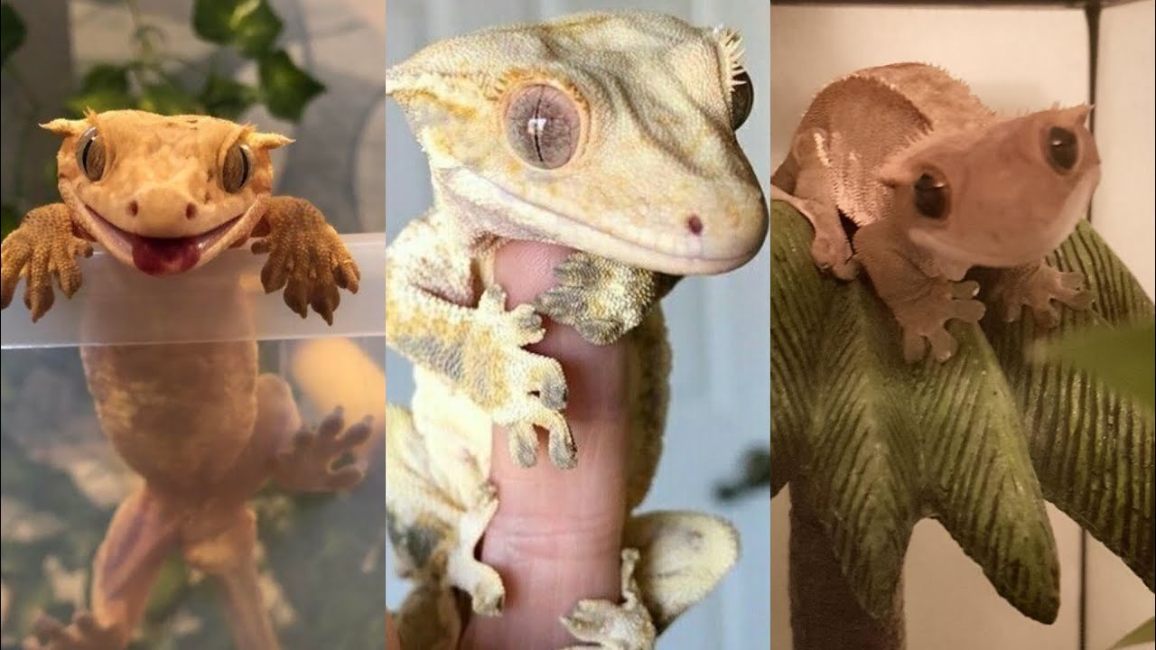 CRESTED GECKO SIDE OF TIKTOK#animals #reptiles #crestedgeckos 