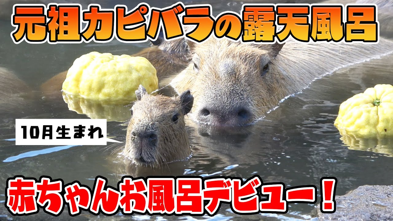 「元祖カピバラの露天風呂」スタート！赤ちゃんたちはドキドキのお風呂デビュー！
