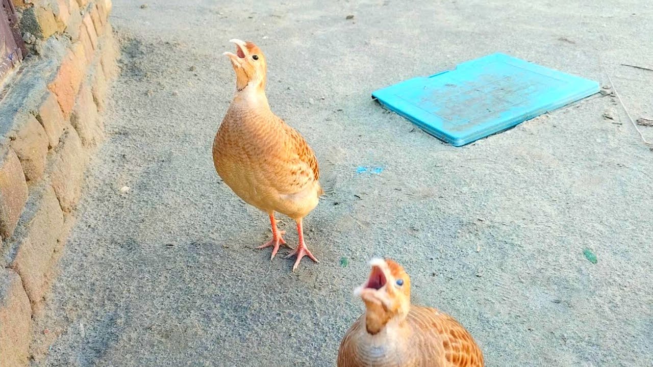 teetar ki awaz desi teetar ki awaz,teetar ki awaz junglee teetar ki awaz,teetar ki awaz
