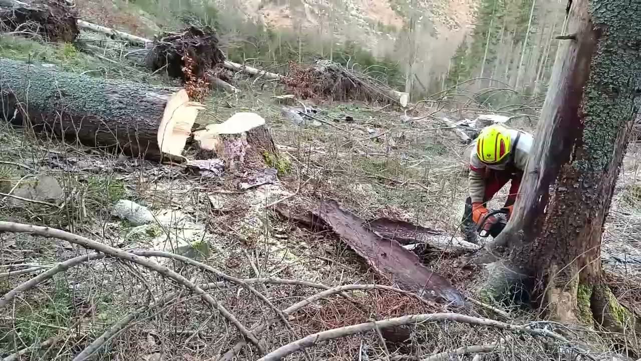 Ťažba Dreva🌲tree felling🌲Ťažba suchých smrekov
