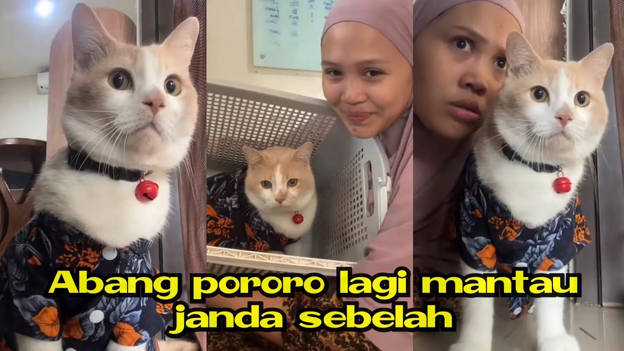Abang pororo lagi mantau janda sebelah rumah #kucingpororo #inipororo #viral