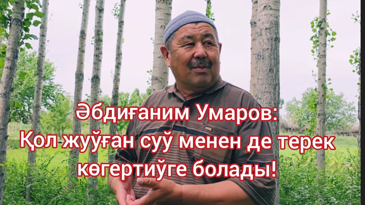 Aq terek - ekologiyalıq taza,ekonomikalıq paydalı, bazarı bar,hár biri - keleshek ushın investiciya!