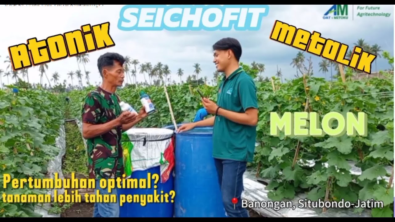 #Ceritapetani : Aplikasi Atonik, Metalik dan Seichofit pada tanaman Melon di Kab. Situbondo
