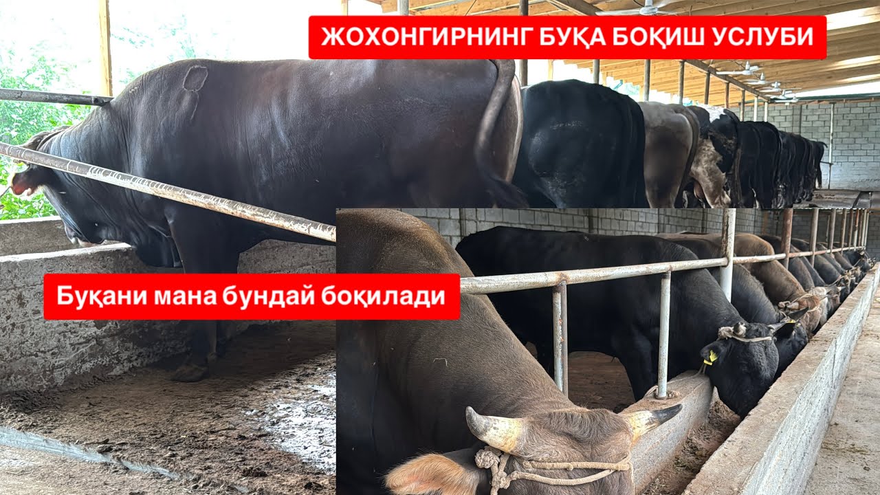 УЧҚЎРҒОНЛИК ЖОХОНГИРНИНГ БУҚА БОҚИШ УСЛУБИНИ ЎРГАНАМИЗ МАНА БУНДАЙ БОҚИЛАДИ