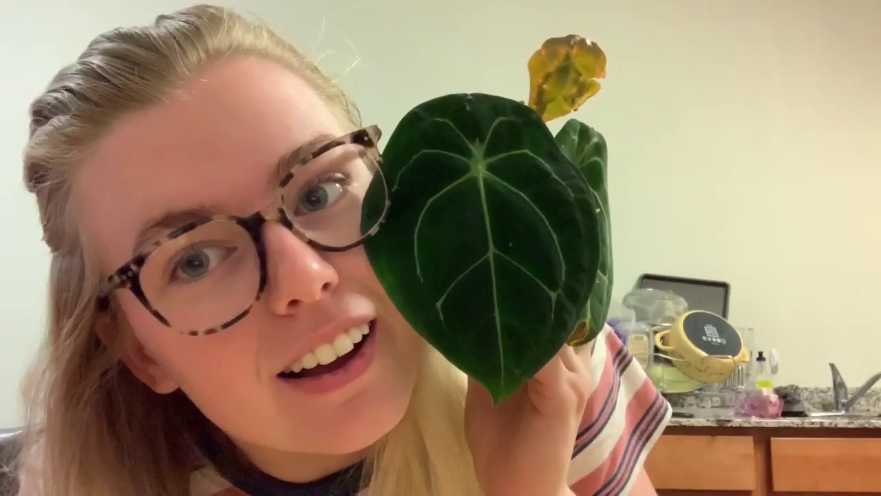 ULTRA RARE HOUSE PLANT UNBOXING-ANTHURIUM FORGETII !!! PLANT MAIL!!!