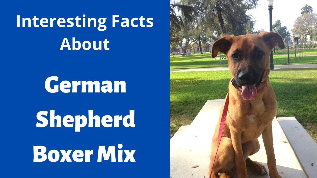 Everything About The German Shepherd Boxer Mix | Should you get this breed for your family?