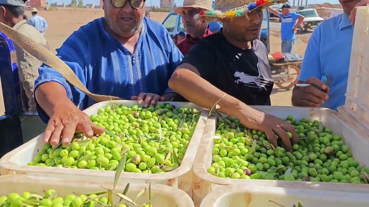 اثمنة اليوم من سوق زيتون الوناسدة اقليم قلعة السراغنة . | بتاريخ 23/10/2025 🇲🇦  #ثمن_الزيتون 🫒