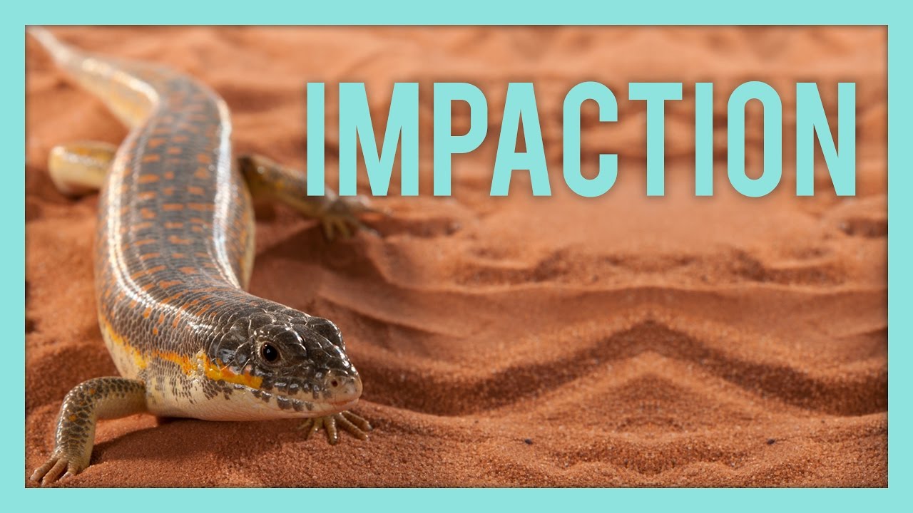 What's Impaction & How do Reptiles Get it?