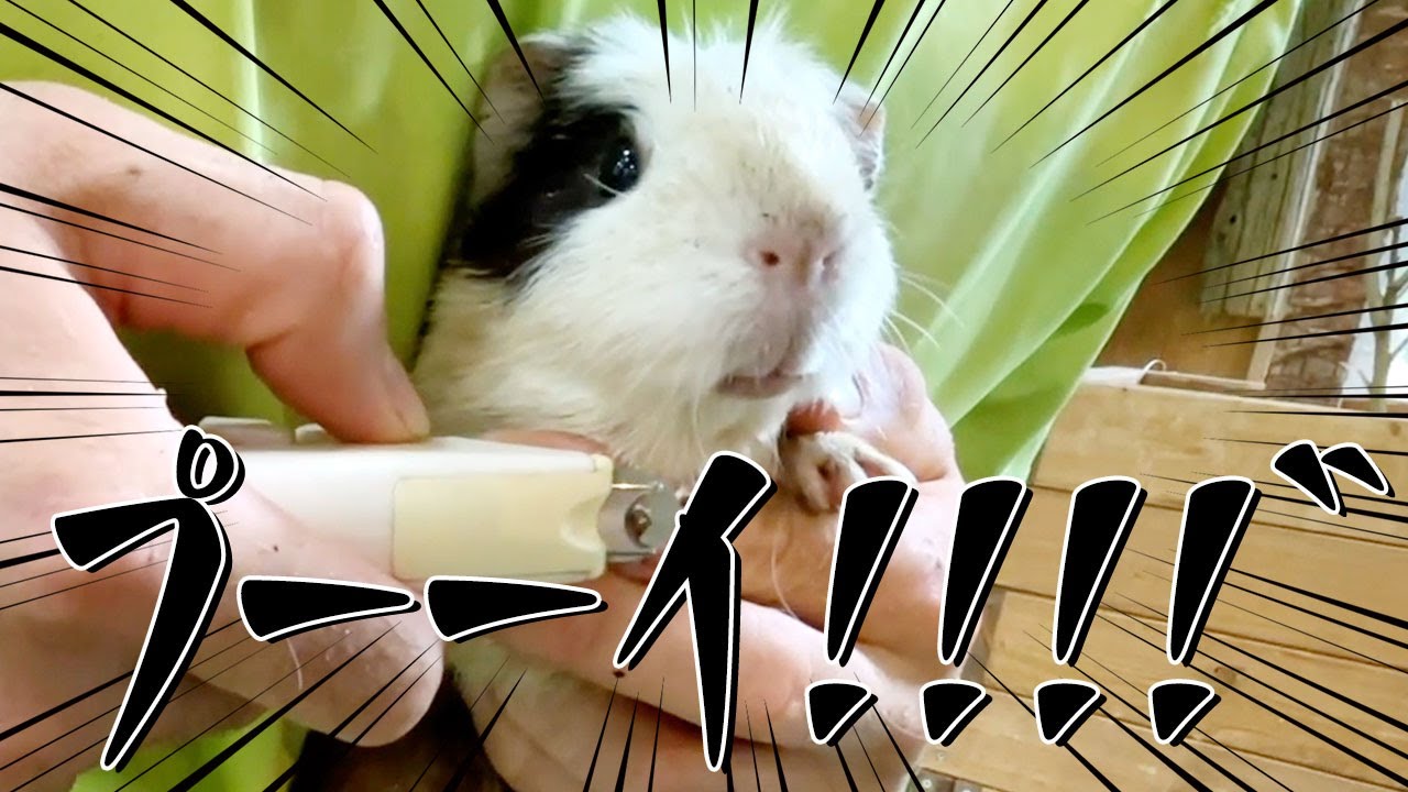 モルモットのツメを切ったら、絶叫しました・・・。Clipping Guinea pig claws