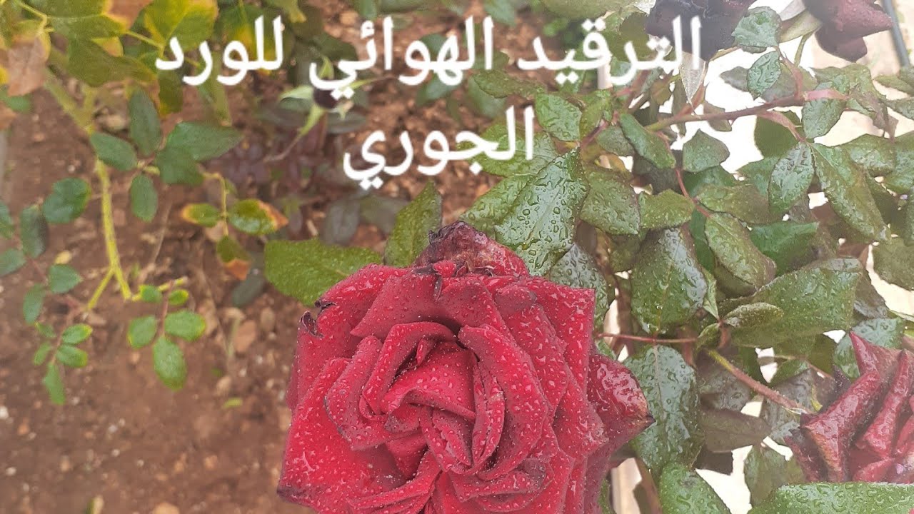 الترقيد الهوائي للورد الجوري بالطريقة الصحيحة