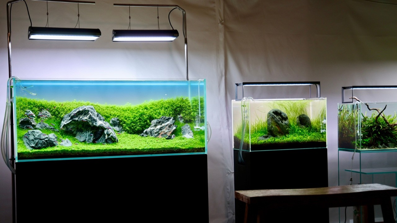 Nature Aquarium Gallery Tour &mdash; Spring 2026