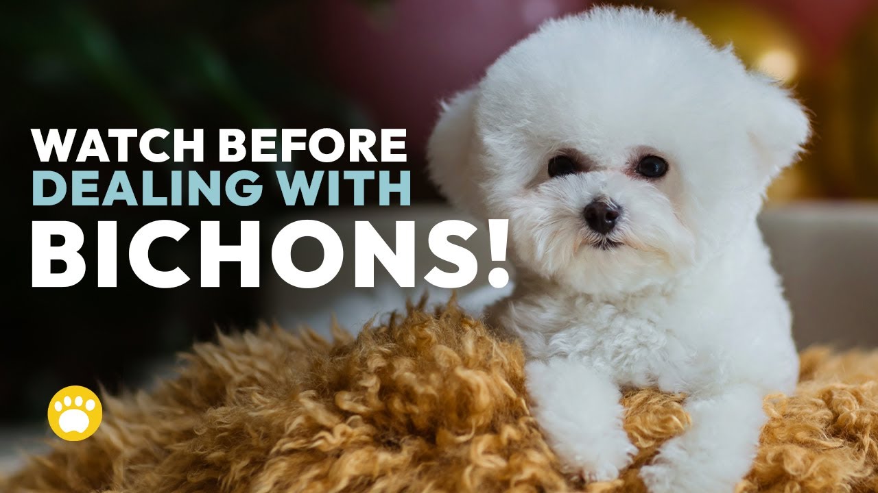 Watch Before Dealing with Bichon Frise Temperament