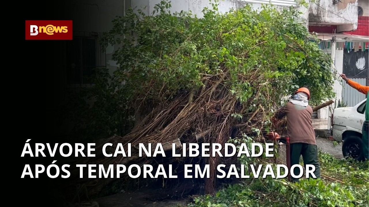 Árvore cai na Liberdade após fortes chuvas em Salvador