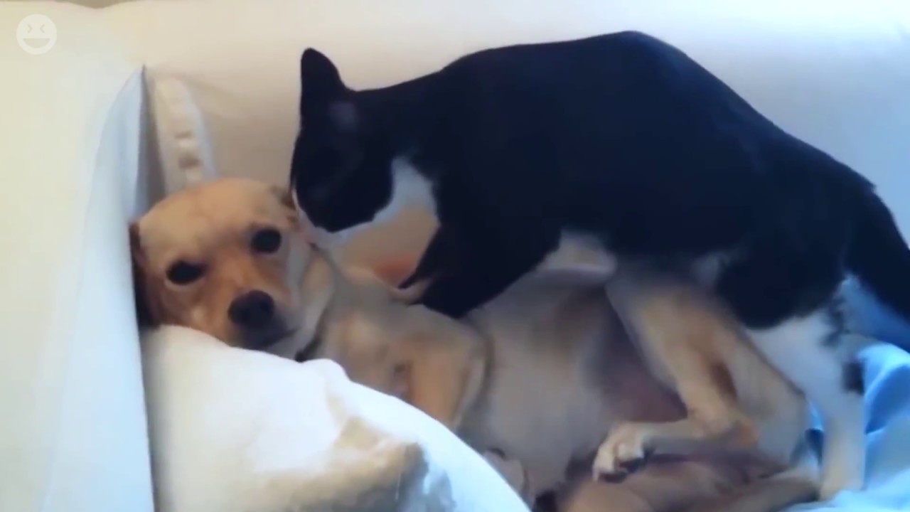 Cats Massaging Dogs - Cats Love Dogs Compilation