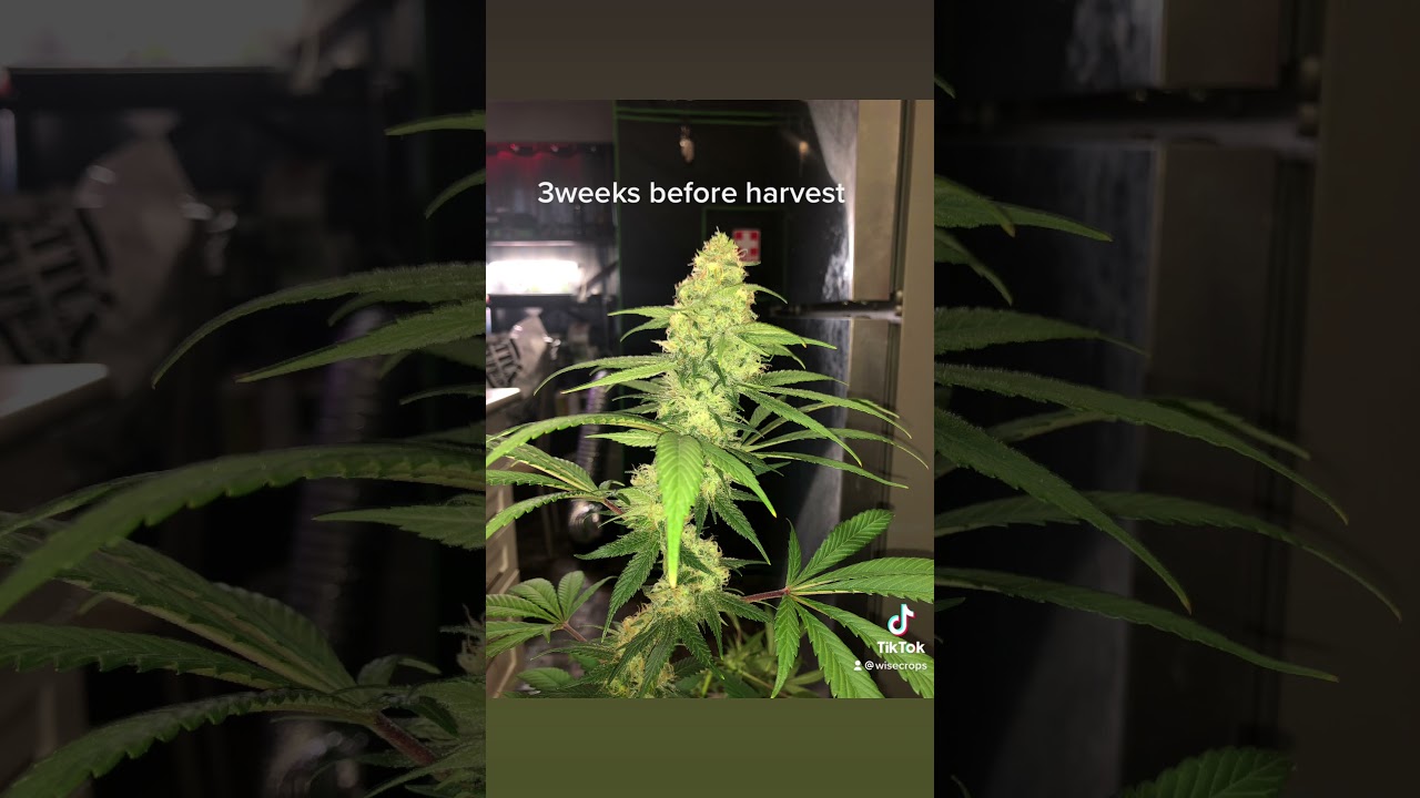 #Citrique By #ExoticGenetix. Pheno Hunted, Grown & Approved By #BojackTheWEEDMAN #wisecrops