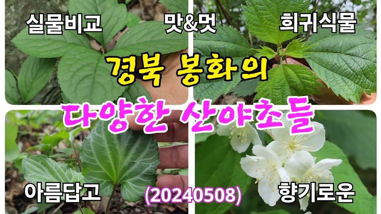 #경북 봉화의 다양한 산야초들(20240508)