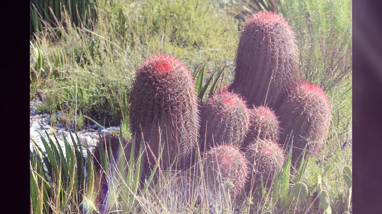 CACTACEAS DE  COAHUILA