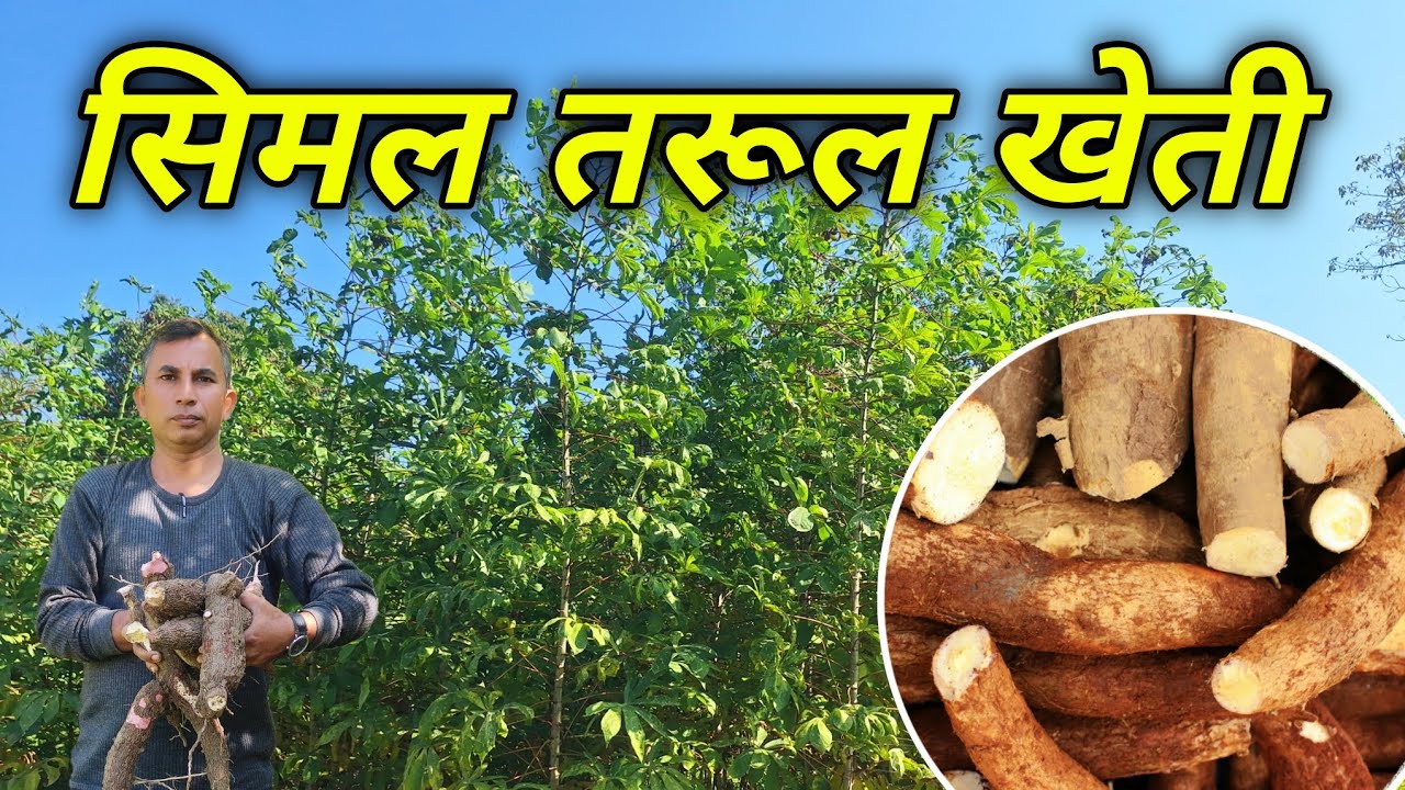 ५ कठ्ठामा १ लाख आम्दानी हुने खेती । Cassawa Kheti