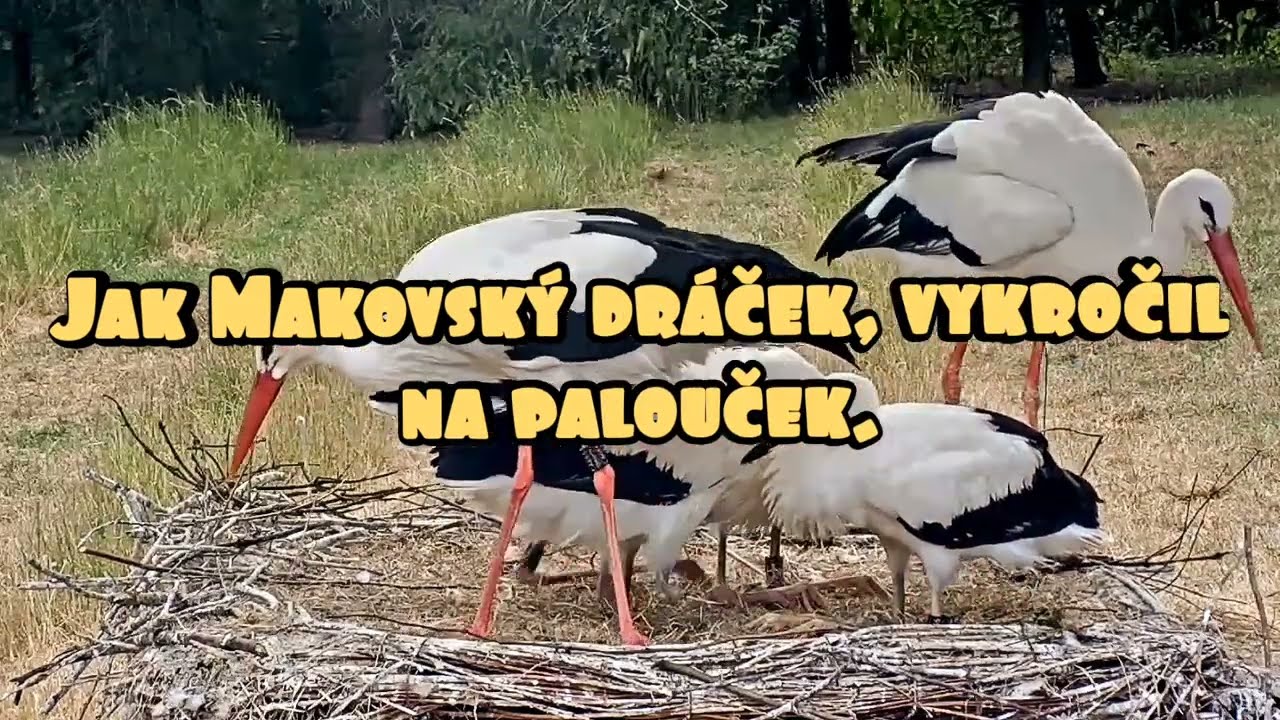 Jak malý dráček vykročil na palouček. Makov 3. července 2023 🍀