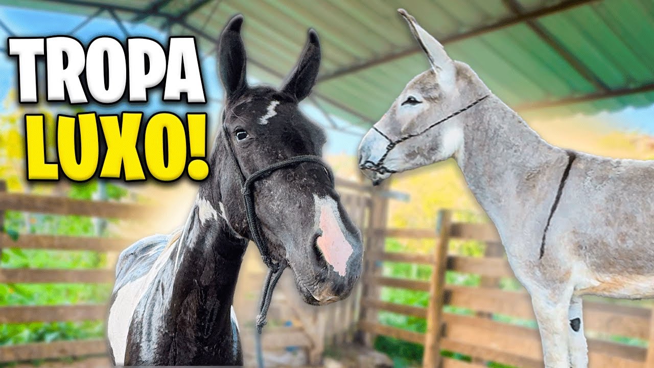 TRATANDO da NOSSA TROPA JUNTO com MURIÇOCA