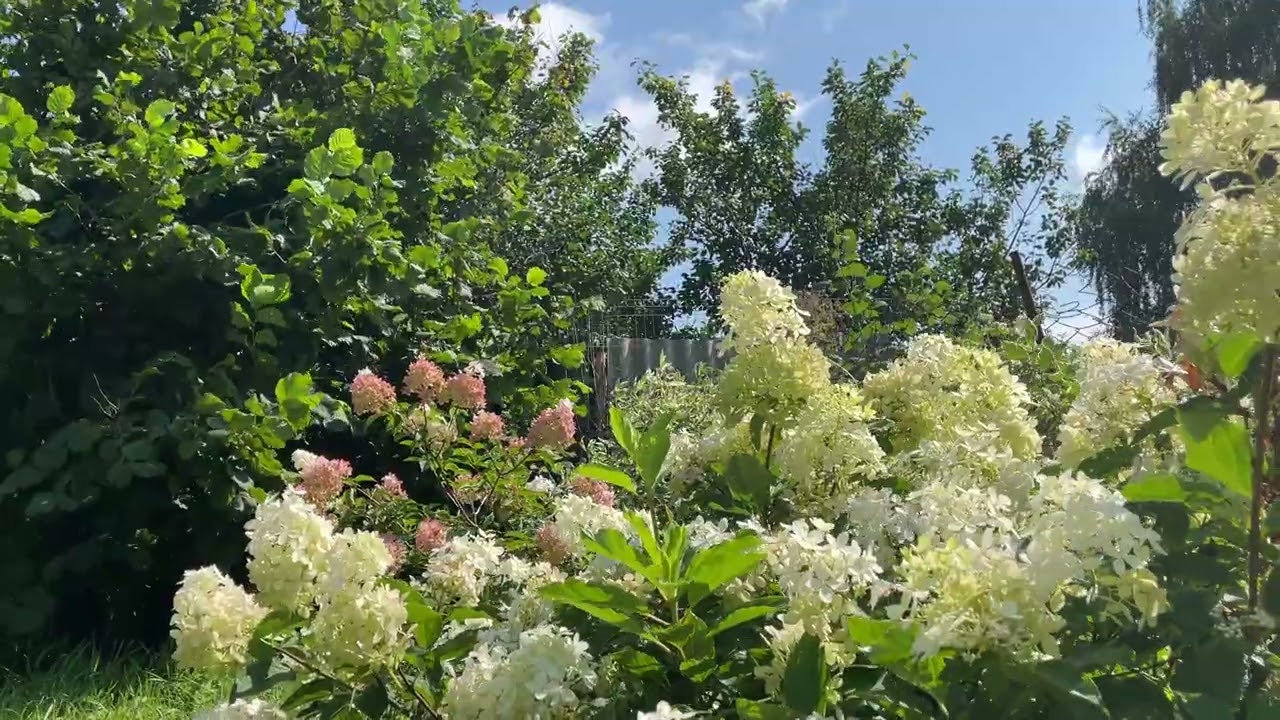 Wind in the Summer Garden | Peaceful Countryside Ambience