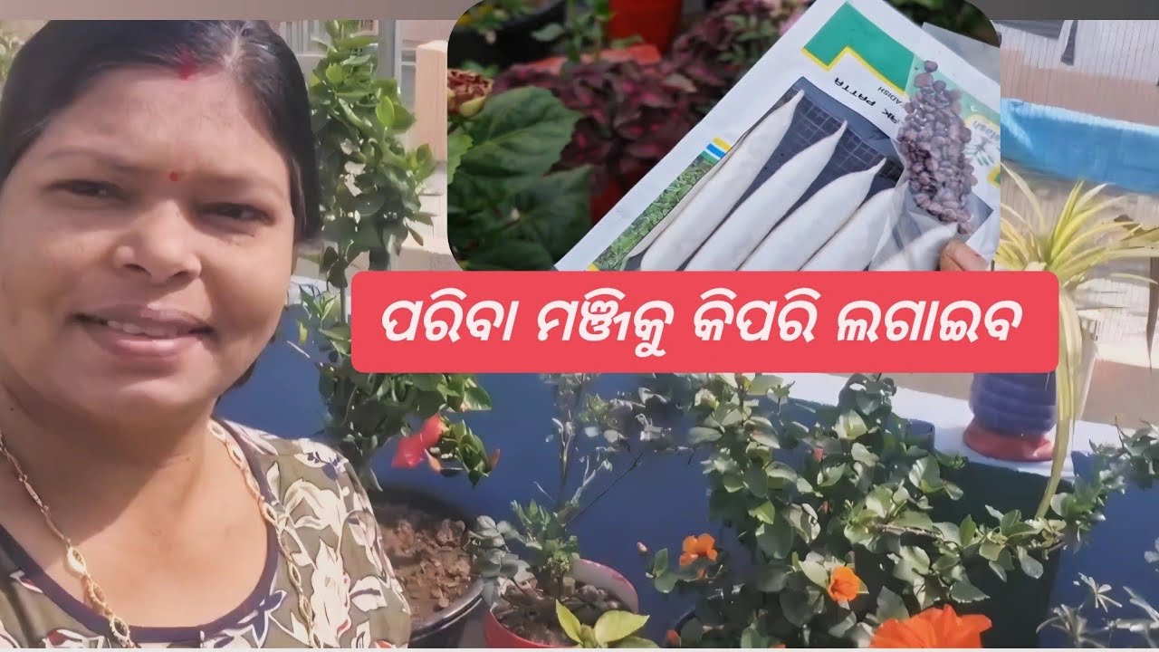 ପରିବା ମଞ୍ଜିକୁ କିପରି ଲଗାଇବ | How to germinate Seed  | बीज कैसे उगायें? I#Seed #germination #gardening