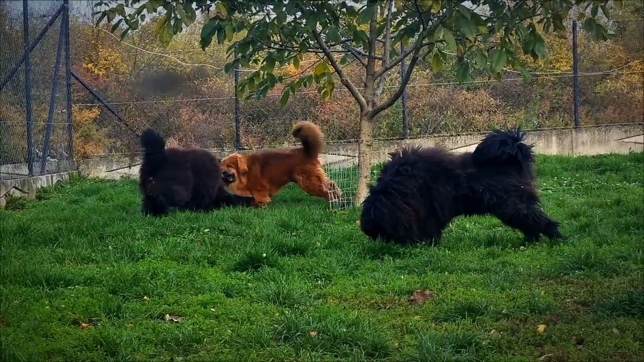 Tibetski Mastif SRBIJA (available)