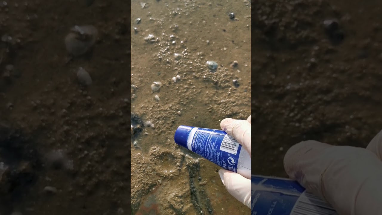 Apanhar Lingueirão do Tejo 2020