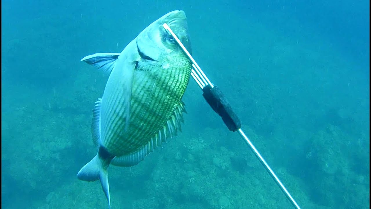 Pescasub: Razzolo nel grotto e Pesca in tana - Spearfishing