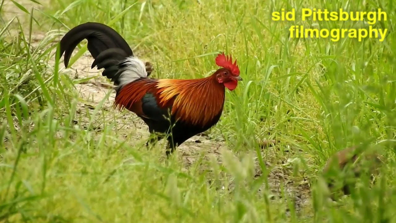 Jungle fowl || जंगली मुर्गा || (jungli murga)