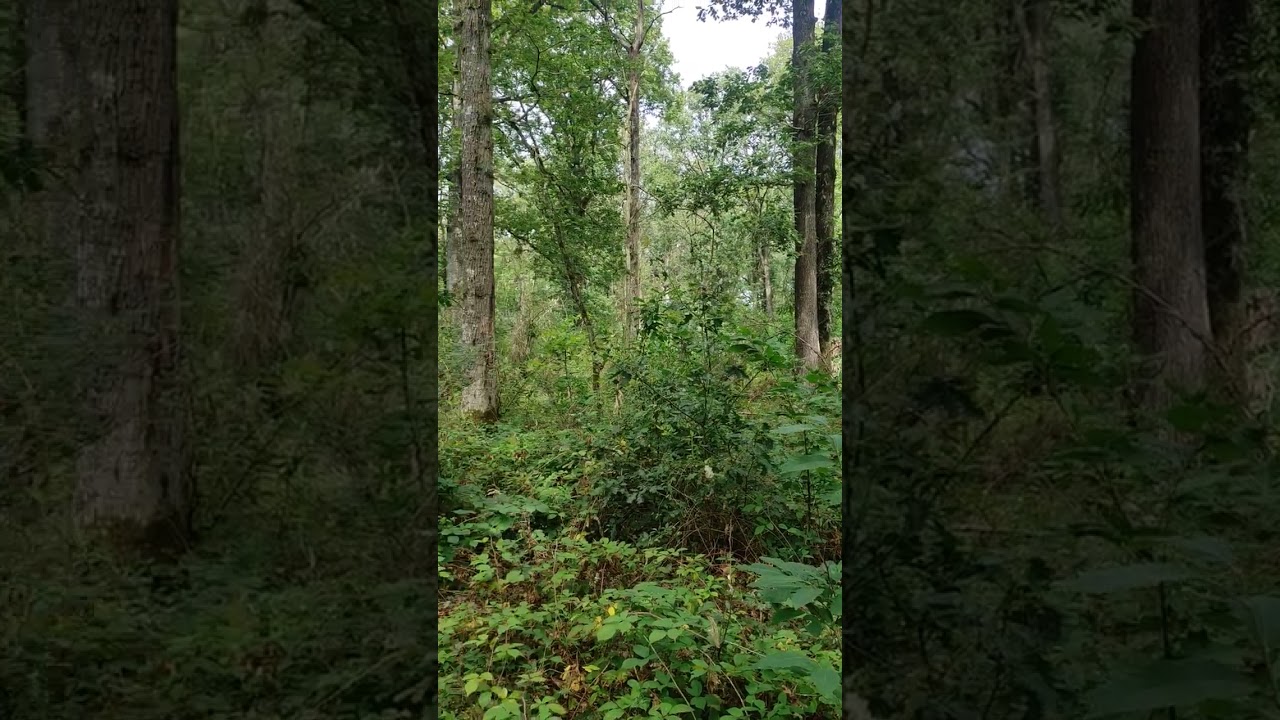 For&ecirc;t de Rambouillet