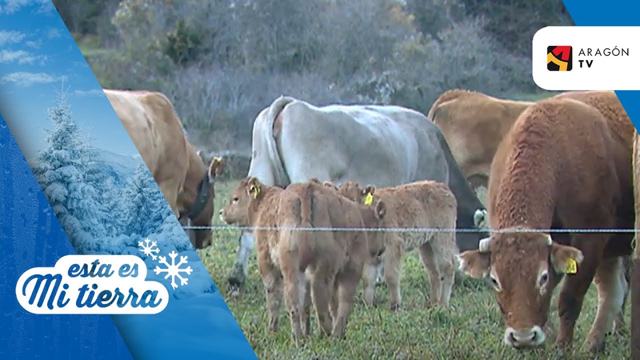Las vacas limusinas
