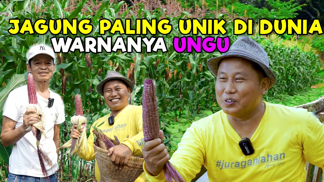 JAGUNG PALING UNIK DI DUNIA WARNANYA UNGU || TUMBUH DI KAMPUNGNYA ABANG NARJI