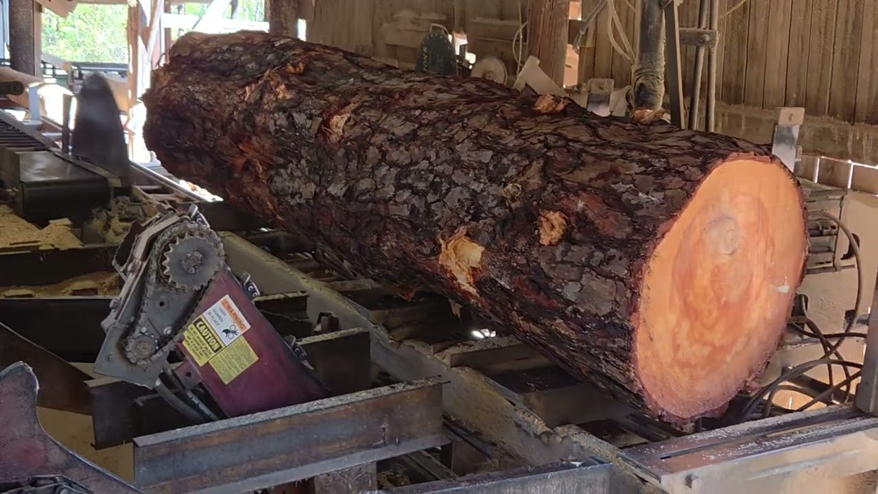 Sawing a 36 inch pine #214