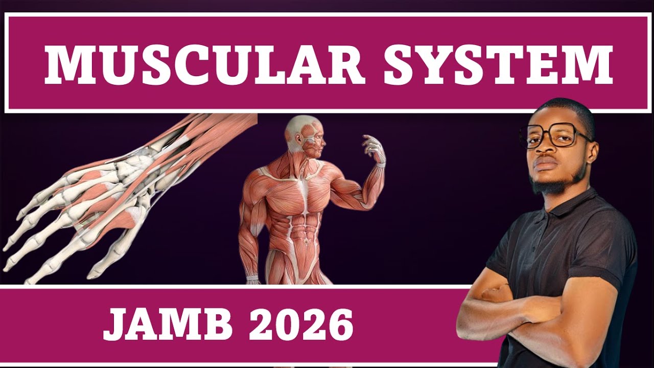 Muscular System