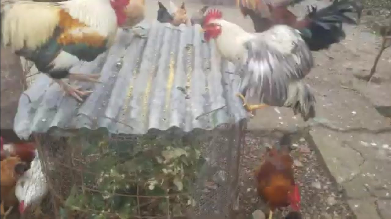 “Algo raro está pasando con mis pollos 😬”#granjafeliz #pollos #gallinablanca # vida RD.🐓🐓🐓🐓🐓🐓🐓🐓