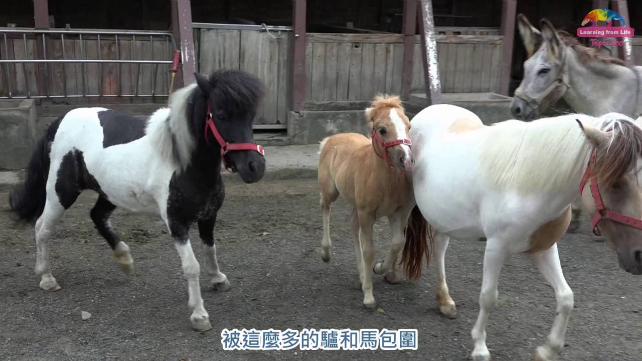 兒童區馬科動物量體重－迷你馬「白泡泡」趁便亮相
