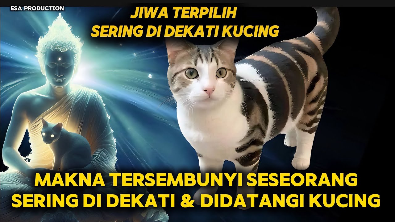 JIWA TERPILIH SERING DIDEKATI KUCING !! MAKNA TERSEMBUNYI SESEORANG SERING DIDEKATI & DATANGI KUCING