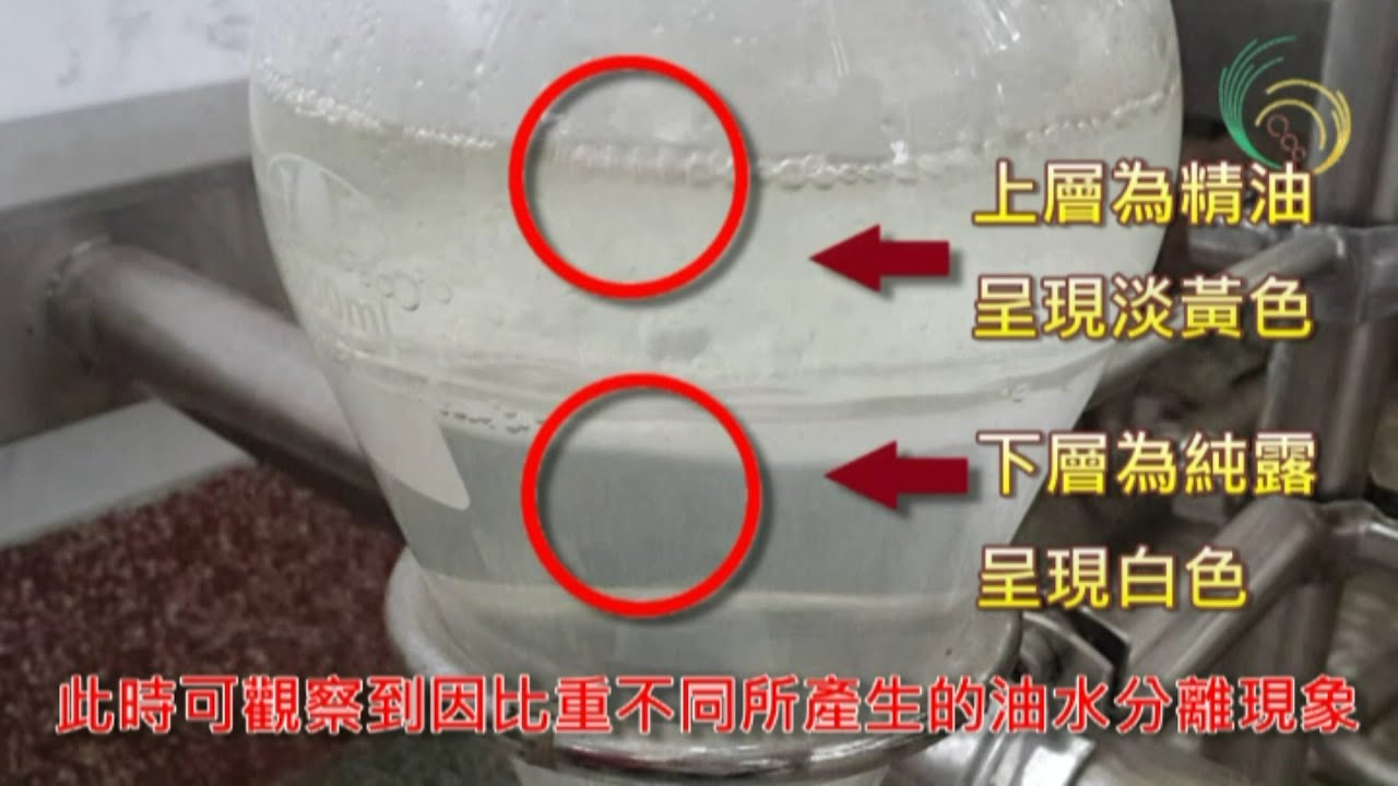 澳洲茶樹的採收及精油萃取應用