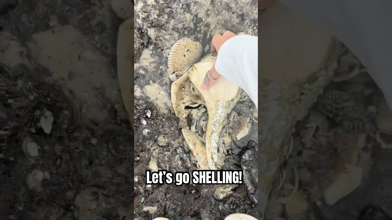 The seashell forest REALLY delivered #shells #seashells #shelling