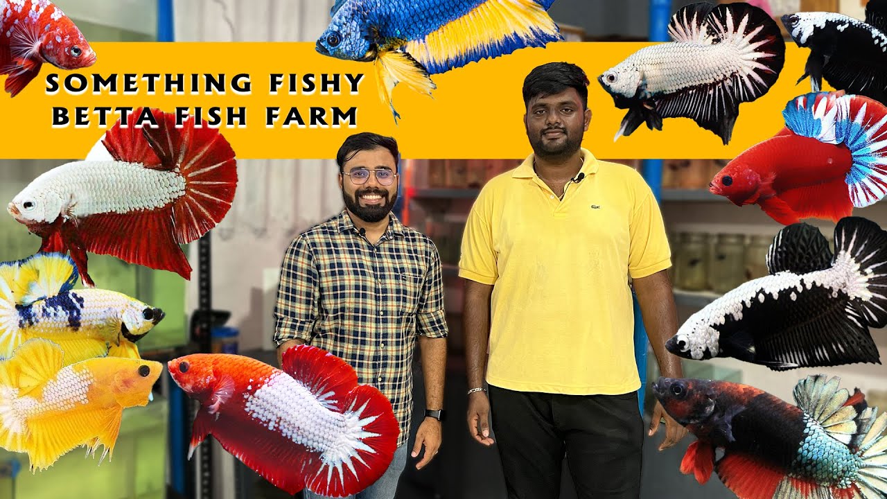 Exotic Betta Fish Farm | Something Fishy Chennai | Fancy Betta Fish