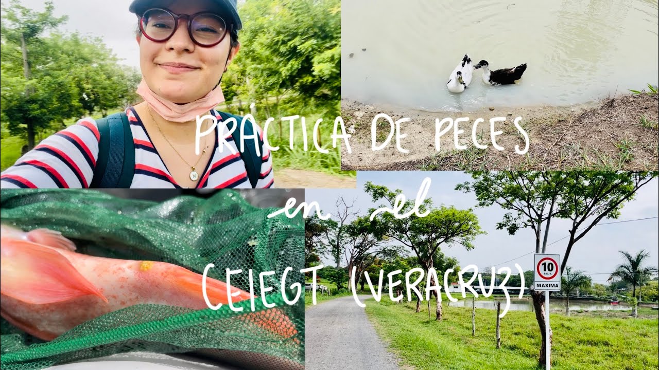 Me fui una semana de práctica de Acuicultura a Veracruz 🐠🌱 | Medicina Veterinaria